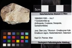 Foto (Objket + Etiketten) von ? Goniodromites sp. 